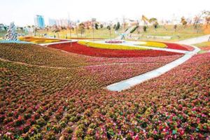 大片繽紛花海公園都市賞花打卡新熱點