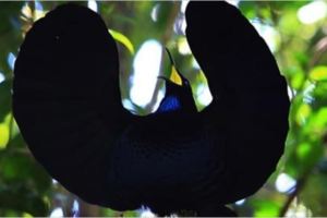 全世界最黑！　天堂鳥的羽毛能吸收99.5%的光線　一看還以為是最黑物質
