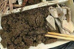 「吃土減肥」系金ㄟ　外國研究發現：可包覆脂肪和消化甩掉油