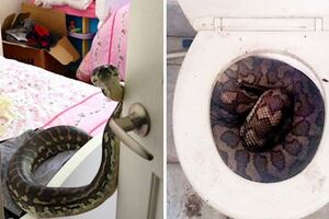 22張證明澳洲對害怕蛇的人來說簡直是人間地獄的可怕照片！