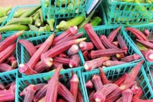 這種「補腎菜」，在抗疲勞，，保肝護胃健身上十分有療效，可見秋葵的保健作用