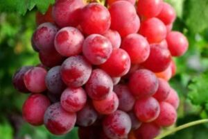 鮮葡萄和葡萄乾，營養有區別嗎？秋季吃葡萄，幾個注意事項說清楚