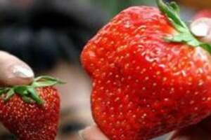 畸形、空心、個大的草莓是「激素草莓」？真正不能吃的，是爛草莓