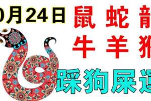 10月24日生肖運勢_鼠、蛇、龍大吉