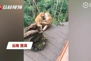 奇葩！野外竟現「猴子活春宮」網見畫面笑翻：超像人類