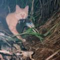 搶救野鳥！小笠原野貓搬家大作戰