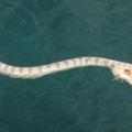 漁夫出海時在水上看見了「這輩子從沒遇過的奇怪生物」，打撈上來才發現真相比他想像的還離奇啊！