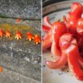 有人在地上看到一整排章魚狀小香腸，拿起來一看才發現「小香腸隱藏著天大的秘密」！