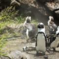 大人小孩一定都超愛！到池袋陽光水族館看企鵝太療癒啦！