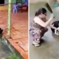 【視頻】慎入…瘋女人抓住狗狗的前腳「一刀砍斷」，網友怒喊要肉搜對她以牙還牙！（內有影片）