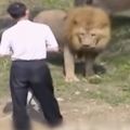 男子失足掉進獅園，獅子對他發起攻擊，他的舉動竟嚇退兩頭獅子