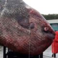 漁民捕到一條「魚霸王」後因意見不同爭吵不休，最後導致魚肉腐爛竟便宜了「牠」！