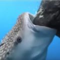 這隻聰明鯨鯊發現「捕魚網有洞」，馬上「快速狂吸」吃飽飽...畫面超療癒！