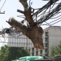 鄭州--中國電纜之城街頭電纜與行道樹「不離不棄」嚇壞市民(圖16張)