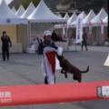 超級惡劣》四川田徑越野賽，中國人放狗撕扯日女選手太陽旗！工昨人員還在一旁笑(圖5張)
