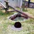 動物園驚見超神秘「黑色巨大毛球」走近一看...原來是ni！五萬網友按讚被這一幕萌翻