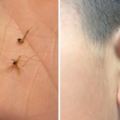 蚊子喜歡到耳邊嗡嗡叫全是因為「耳屎」？加一匙糖讓你一夜好眠！