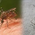 蚊子嗡嗡嗡好煩人！將這12個「防蚊妙招」學起來，保證蚊子馬上銷聲匿跡！