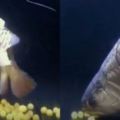 魚媽媽產下「百顆黃色魚卵」迎接新生命！牠突然「一大口吃掉」最後....網友驚呼連連！