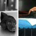 小狗被人砍掉四肢和尾巴，殘忍的照片激怒了網友