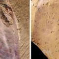 科學家發現5億年前的怪異「裸體」化石生物