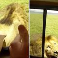 超中二旅客「打開車窗摸獅子」　下一秒獅子發怒轉頭差點GG