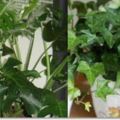 這「4種」植物，養10盆都不嫌多，能夠「吸甲醛」，越多越健康！