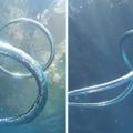 海底吹2泡泡卻「融為一體」　百年奇景讓網驚嘆：這求婚會秒同意