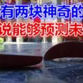 廣東有兩塊神奇的木頭，據說能夠預測未來！你們聽說過嗎？