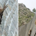 爬上去還可以跳來跳去　22張證明「山羊會飛簷走壁」的驚人照片
