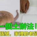 滅老鼠不用老鼠藥！一個土辦法，只要一張紙，家裡的老鼠滅乾淨，方法簡單更有效！