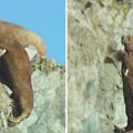 數百隻海象從80公尺高崖集體跳海，心碎紀錄片揭原因：牠們被逼到沒有選擇！