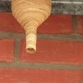 若在家門口發現這個像螺旋的巢，千萬要小心，因為這是虎頭峰的家！