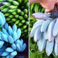 不是突變！「天然藍蕉」世界罕見　內行大推滋味：香蕉界哈根達斯