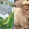 暑假必去！動物園砸3.9億「新建熱帶雨林館」超Q水豚君任你看　走進去「來自日本的新朋友」小朋友嗨翻