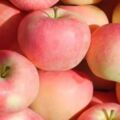 預防血管硬化多吃蘋果海帶