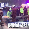 豪雨降橫禍樹倒活活壓死路人