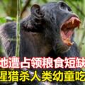 棲息地遭佔領糧食短缺　黑猩猩獵殺人類幼童吃內髒