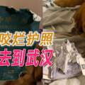 預計1月要到武漢旅遊，靈犬竟然把咬爛護照，沒想到隔天就爆發了疫情