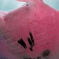 深海攝影奇遇罕見「粉紅大蝙蝠」竟是全世界唯一一隻！