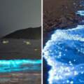 沒了遊客…墨西哥竟出現「藍色螢光海」　60年來首見「星光」沖刷上海岸