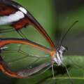 超晶瑩剔透！　科學家近距離觀察「玻璃翼蝴蝶」：透明翅膀上竟有防衛武器