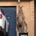 裝什麼門神啦！車庫口見「動也不動的袋鼠」　網友：這就是澳洲日常...