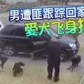 男遭匪跟蹤回家愛犬飛身擋子彈