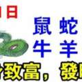 9月1日生肖運勢_鼠、蛇、龍大吉