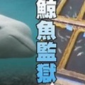 李奧納多也呼籲連署 俄國「鯨魚監獄」終於放生最後21頭白鯨