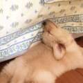 才爬下床就睡著了～　24隻毫無防備「睡成一種藝術」的超妙狗狗
