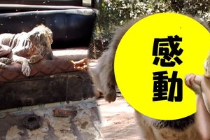這隻感染疥癬的流浪狗讓人看得好心疼 但在6個星期後...牠竟然大變身！讓所有人都感動得哭了！
