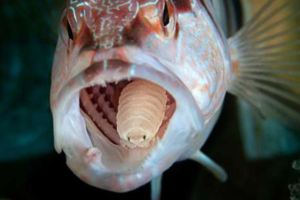 這隻超可怕的寄生蟲只要出現在「魚的嘴巴裡」，那隻魚的舌頭就會被吃掉然後…