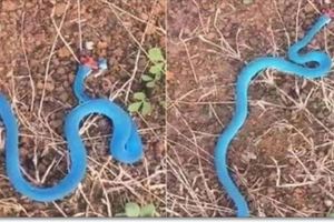 男子路上遇到一條「藍色的蛇」朝他爬來，他跳開慶幸自己靈活，回家發現蛇的身分讓他後悔莫及...